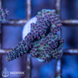 Acropora hyacinthus (red planet)