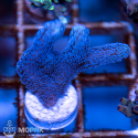 Seriatopora sp. (фиолетовая сериатопора)