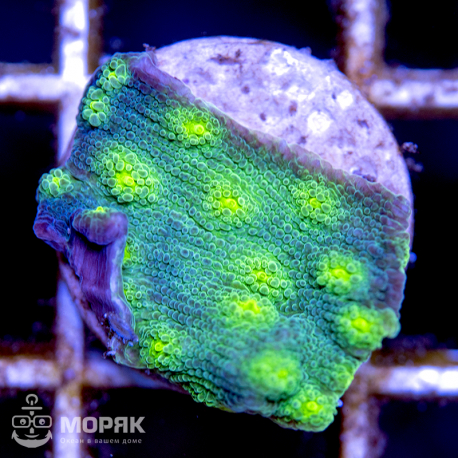 Echinophyllia sp. (чалис зеленый "Hollywood")