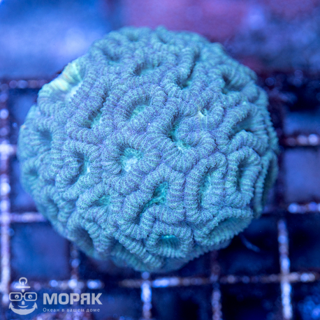 Goniastrea sp. - Гониастрея (красный мозговик)