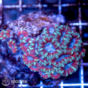 Акантастрея (Acanthastrea sp.)