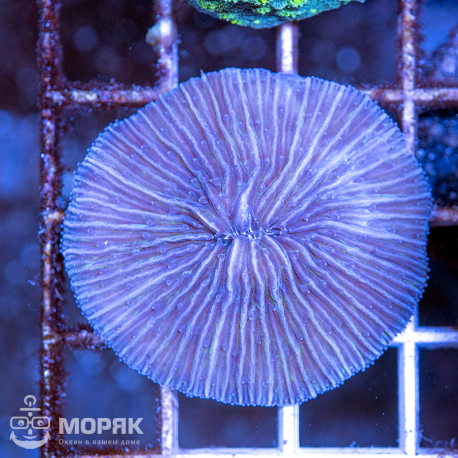 Fungia spp 