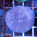 Fungia spp. (фунгия)
