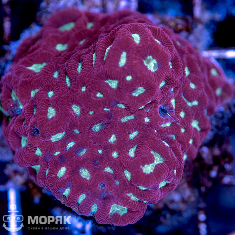 Favites spp, коралл-мозговик