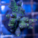 Acropora sp. (акропора)