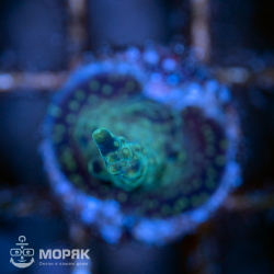 Acropora sp. (акропора)