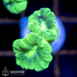 Caulastraea spp (neon green)