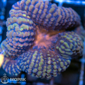 Lobophyllia sp. (лобофиллия мультиколор)
