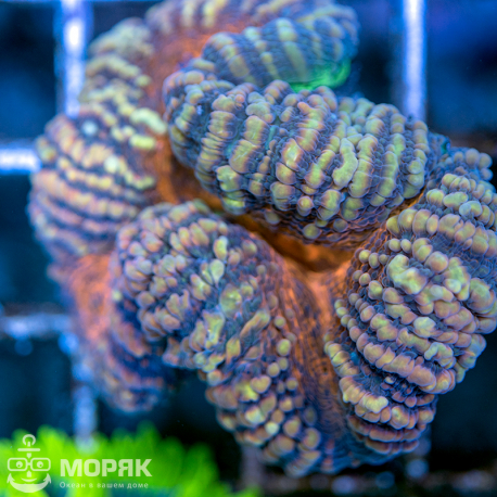 Lobophyllia sp. (лобофиллия мультиколор)