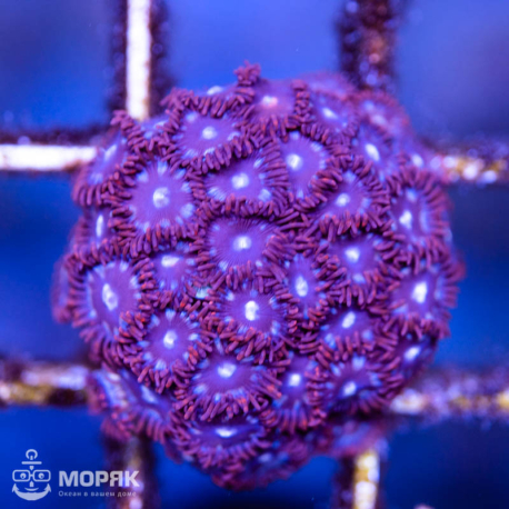 Zoanthus - зонтики (зоантус)