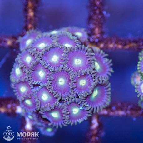 Зоантус – Zoanthus spp.