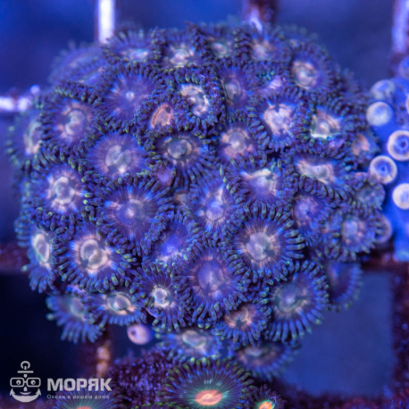 Zoanthus - зонтики (зоантус)