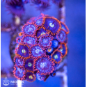 Zoanthus spp (зонты)