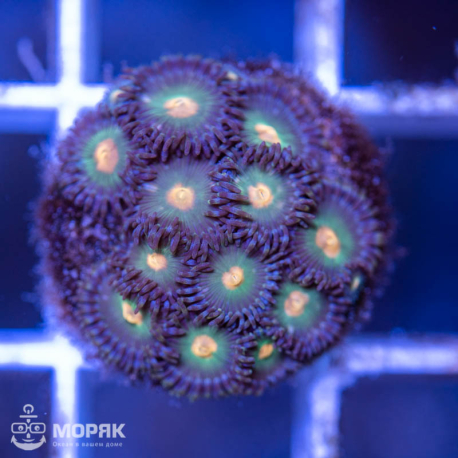 Zoanthus - зонтики (зоантус)