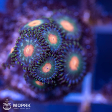 Zoanthus spp.