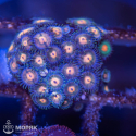 Zoanthus spp