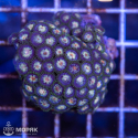Zoanthus spp - зонтики