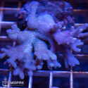 Синулярия (Sinularia sp)