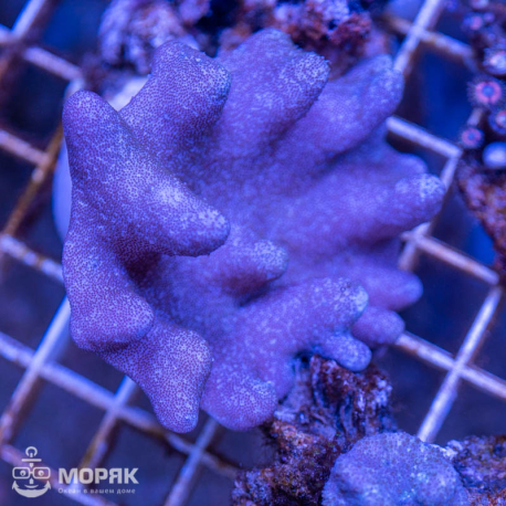 Lobophytum (лобофитум)