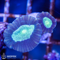 Caulastraea spp (Кауластрея)