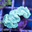 Калаустрея зеленая (Caulastrea)