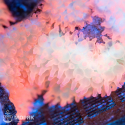 Quadricolor Bubble-tip Anemone - пузырчатая актиния