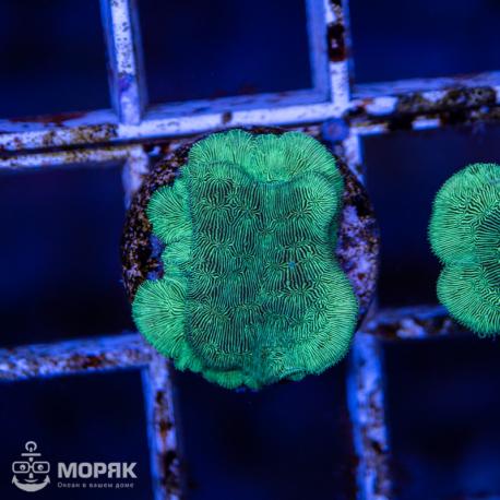 Pavona cactus nano (павона кактус)