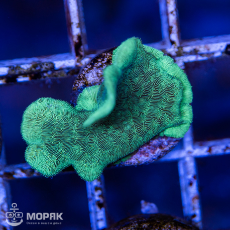 Pavona cactus nano (павона кактус)