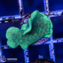 Pavona cactus nano (павона кактус)