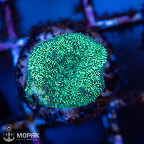 Pavona cactus nano (павона кактус - зеленый)