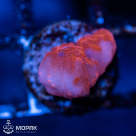 Montipora Setosa (монтипора сетоза)