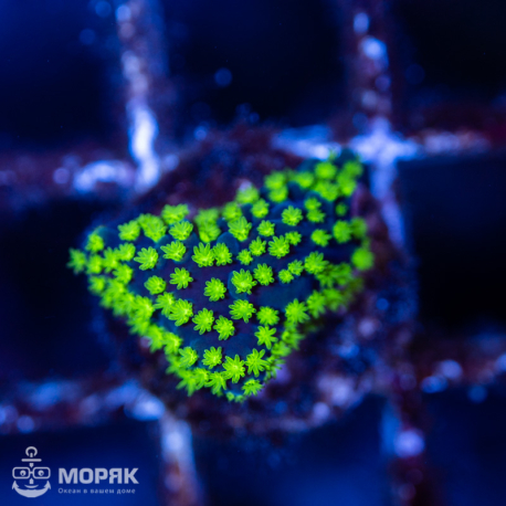 Acropora Valida (акропора "Звездное небо")