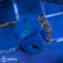 Дискосома (Discosoma)