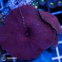 Дискосома (Discosoma)