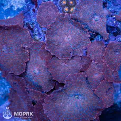 Дискосома (Discosoma) - камень