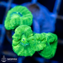 Caulastraea spp (Кауластрея)