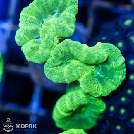 Caulastraea spp (Кауластрея)