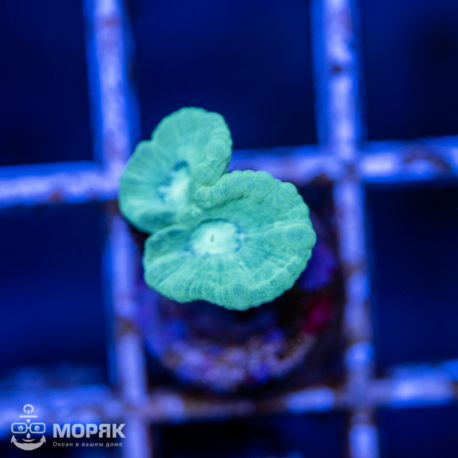 Caulastrea spp (Калаустрея)