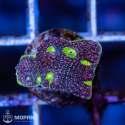 Echinophyllia sp. (чалис)