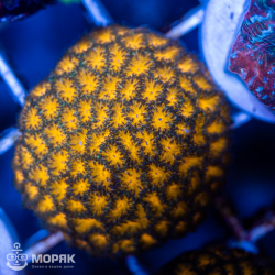 Leptastrea sp. (Лептастрея)