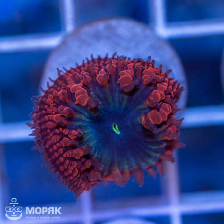 Blastomussa sp. (бластомусса)