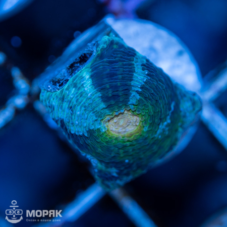 Acanthastrea echinata (акантастрея эхината)