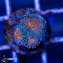 Acanthastrea echinata (акантастрея эхината)