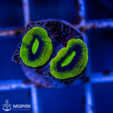 Favia spp (фавия)