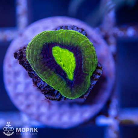Favia spp (фавия двухцветная)