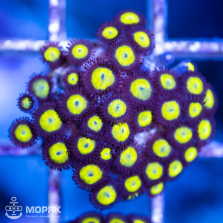 Zoanthus spp
