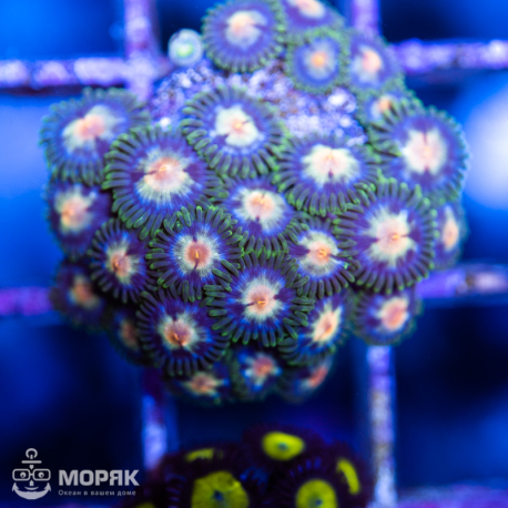 Zoanthus spp