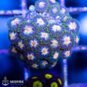 Zoanthus spp
