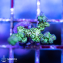 Pocillopora (Поциллопора)