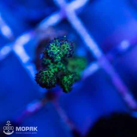 Pocillopora (Поциллопора)